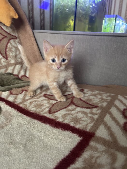 Отдам котят рождены 5 марта