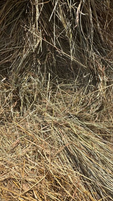 Vand Baloti Baloti Fân 2025