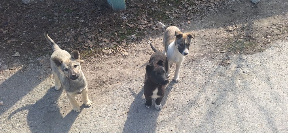 Щенята в добрые руки!