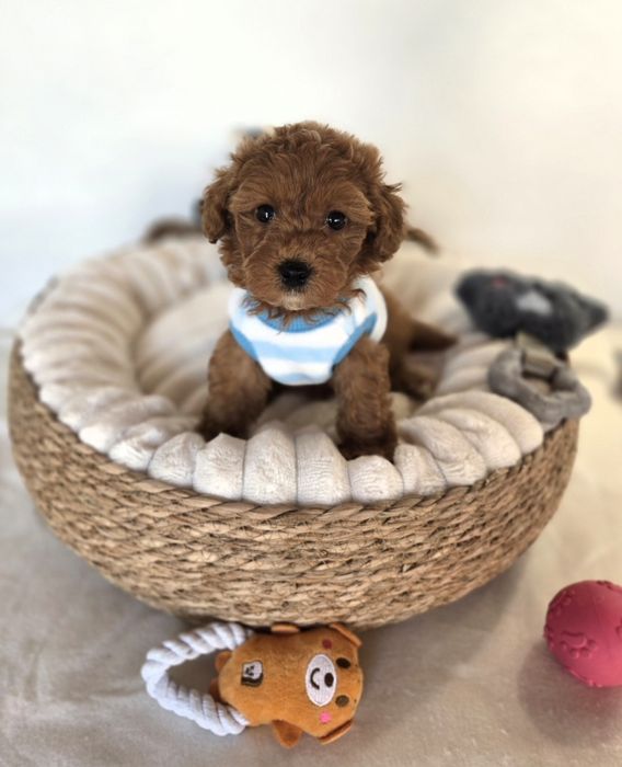Пудел той Poodle toy /Maltipoo Малтипу