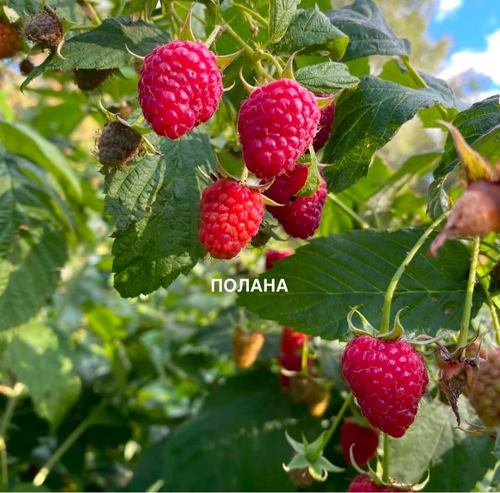 Саженцы малины ремонтантной Полька и Поляна