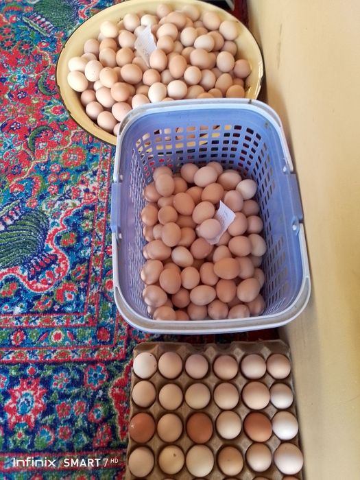 Damashni tuxum sotiladi sifati aʼlo darajada