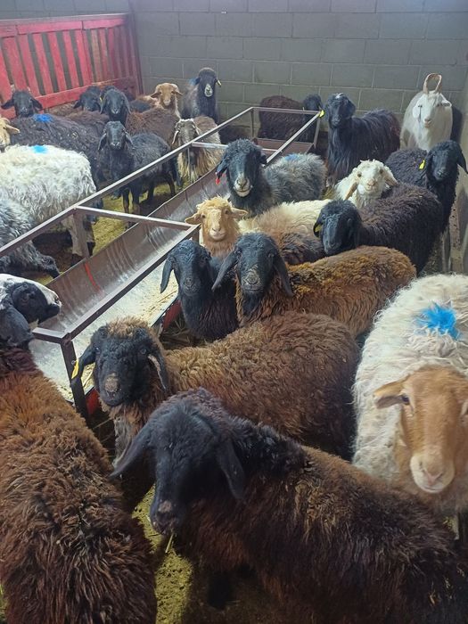 Токтылар сатылады