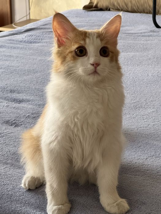 Котик в добрые руки