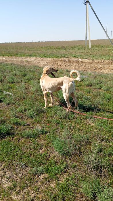 Тазы 2 жаста ауызданган