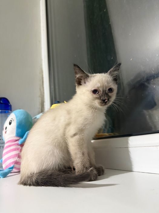 Котенок в добрые руки, девочка