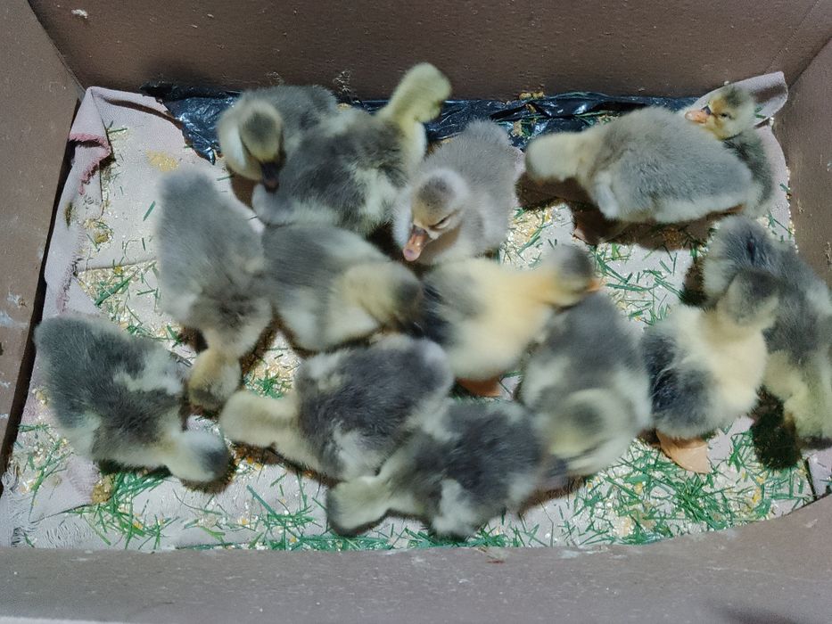 Vând boboci de gâscă americani