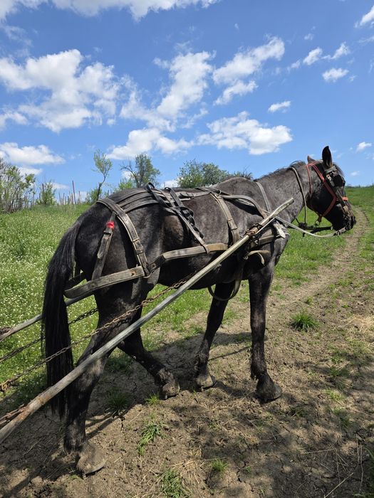 Cal de vanzare     .