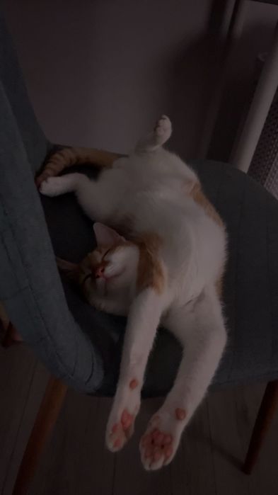 Motănel spre adopție