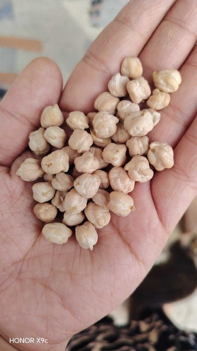 ERON No'xot sotiladi Dehqonchilik narxi 22 000 dan