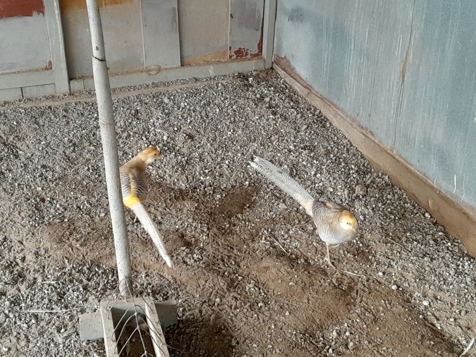 Продам самцов Лимонных Фазанов