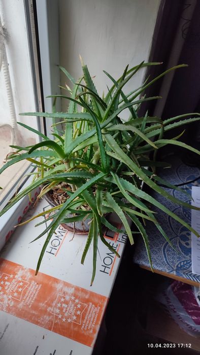 фикус домашний большой