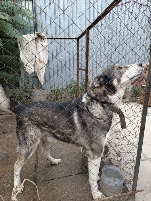 Отдам в добрые руки Лайку