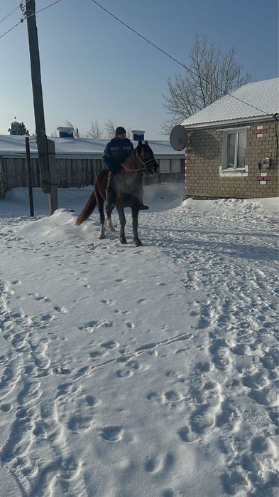 Айғыр сатылады …