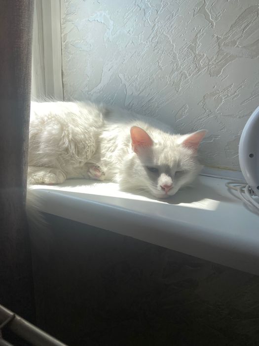 Отдам кота в хорошие руки