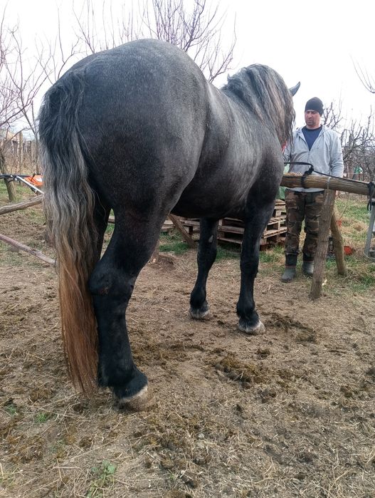 Armăsar Percheron pentru monta