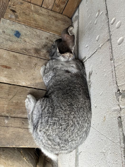 Vand femela urias german