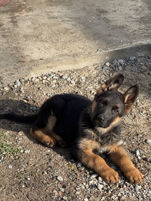 Щенок немецкая овчарка