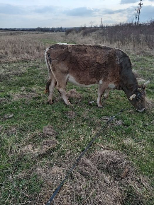 De vanzare vaci gestante