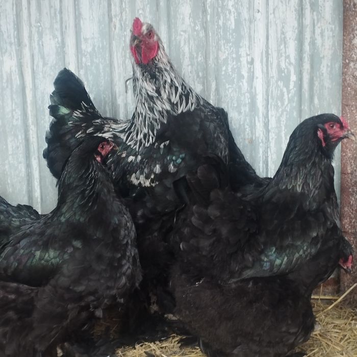 Продам куры домашние