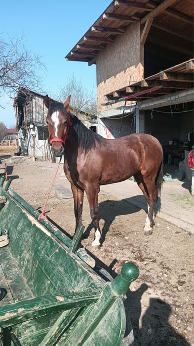 Iapa , Noatina - linie deosebita , viitor excelent .