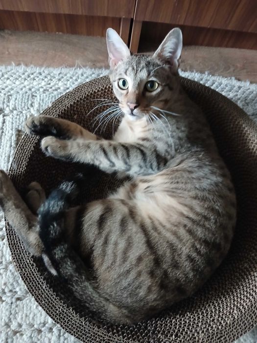 очаровательный котик в добрые руки