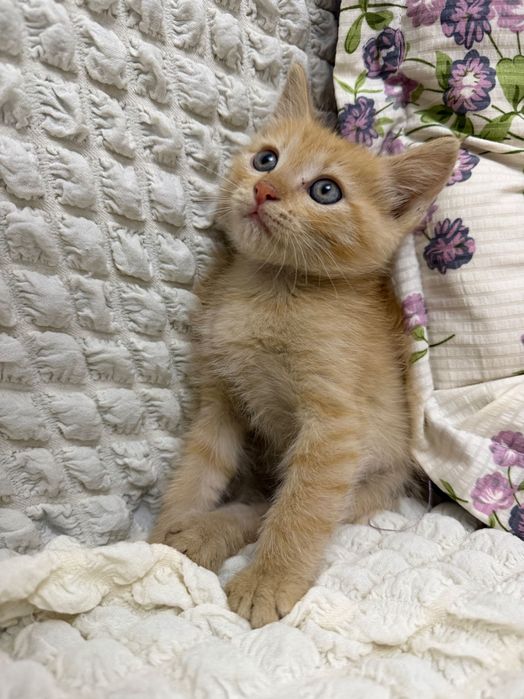 Отдам котенка бесплатно