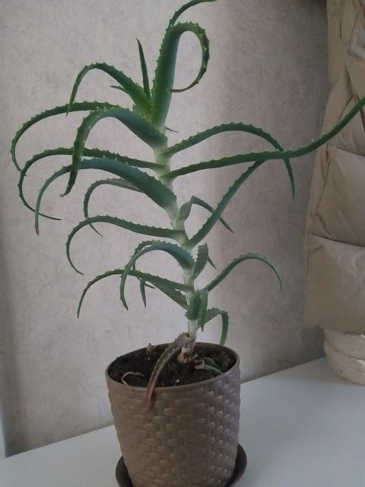 Алое лекарственное лечебное