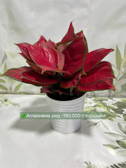 Аглаонемы, Калатеи  и др растения