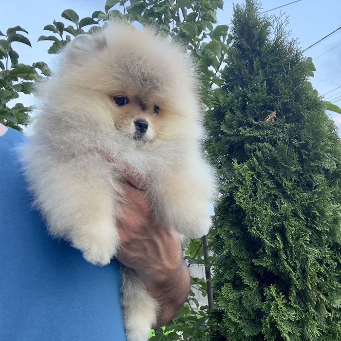 Померан померанче момче