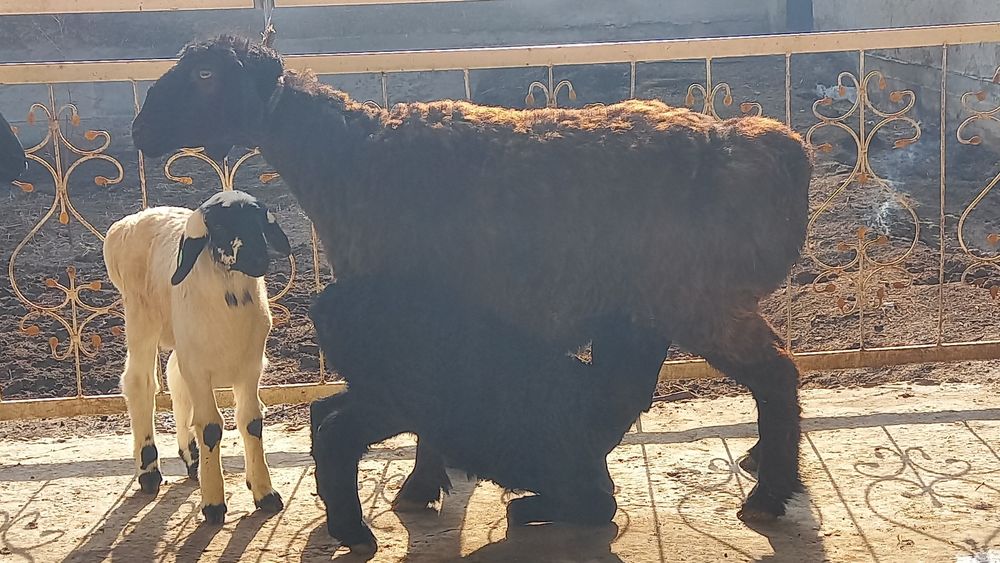 Surxon ona bola quy sotiladi