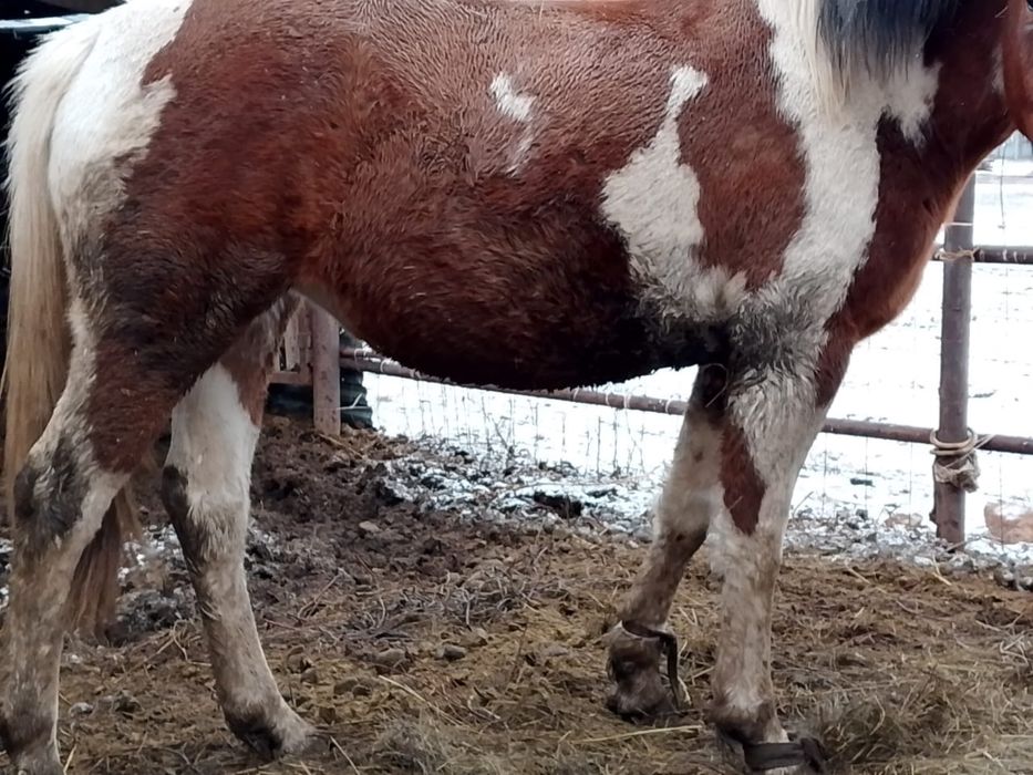 Лошадь продам.Ат сатамын