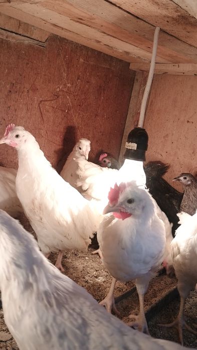 Пилета на различна възраст