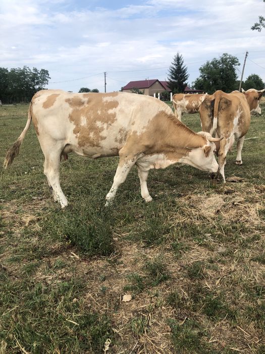 Vaca   de   abator