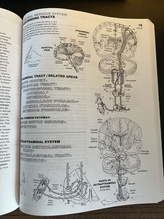 Atlas de anatomie pentru colorat
