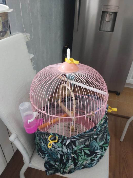 Продам попугая девочку