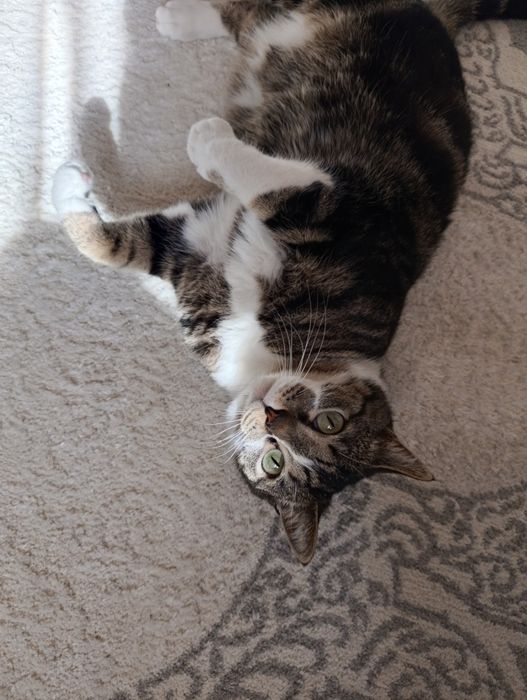 Аристократ, мальчик 2 года