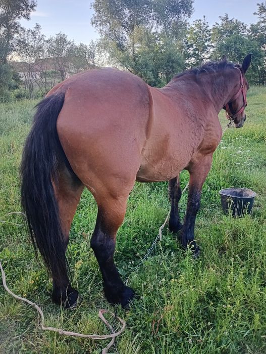 Iapă de vânzare blândă