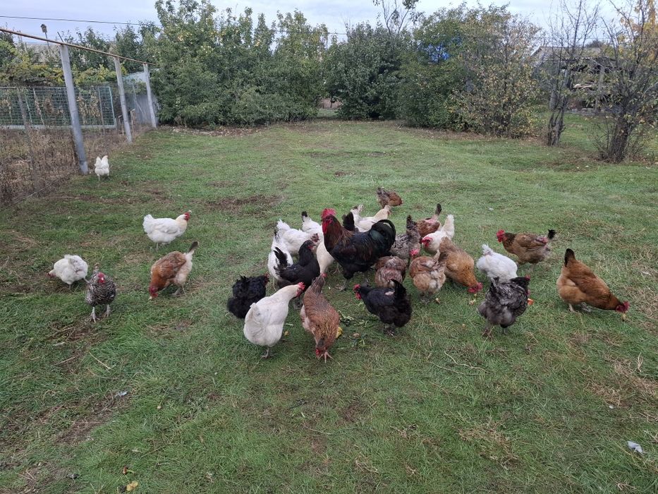 Продам домашних кур.