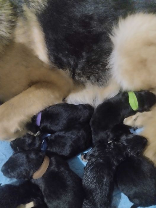 Продажа щенков немецкой овчарки