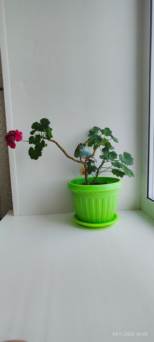 Продам цветы комнатные