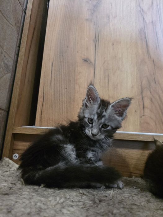 Disponibili spre rezervare puiut Maine Coon excepțional