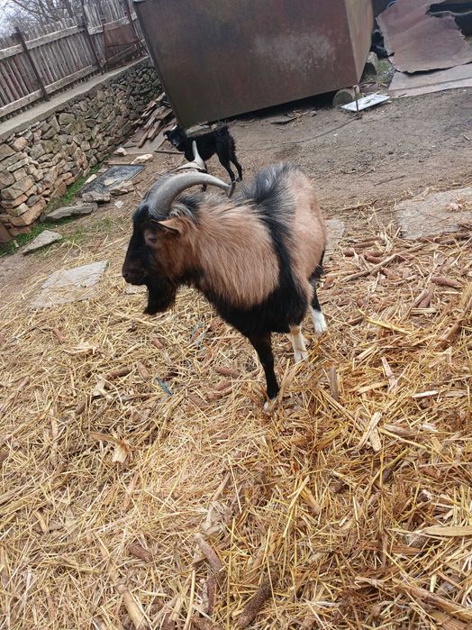 Vand un tap alpin tanar bun de prasila sau scimb pe 2 capre