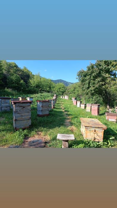 Продаем пчелосемью