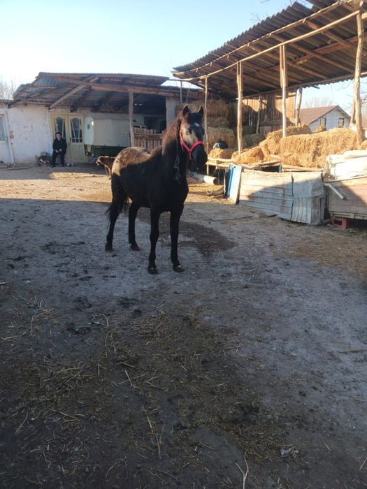 Vand manza din cai mari