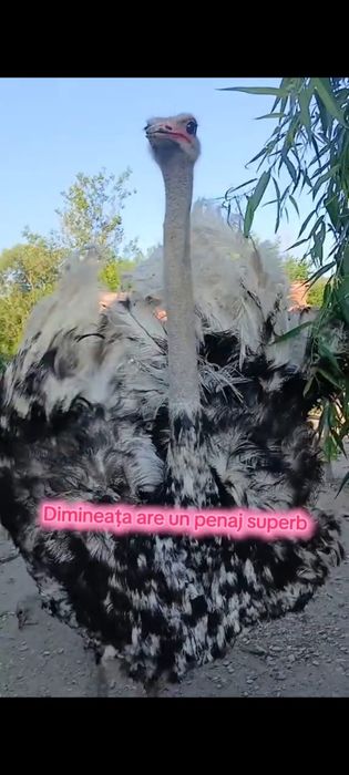 Se vand struti Nandu !