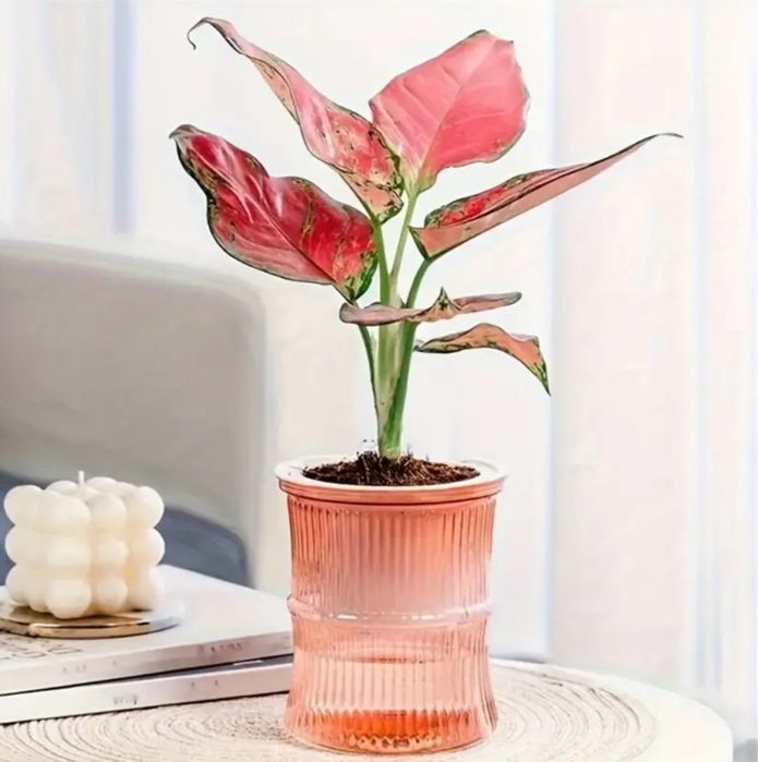 Кашпо с автополивом (фитильный полив)