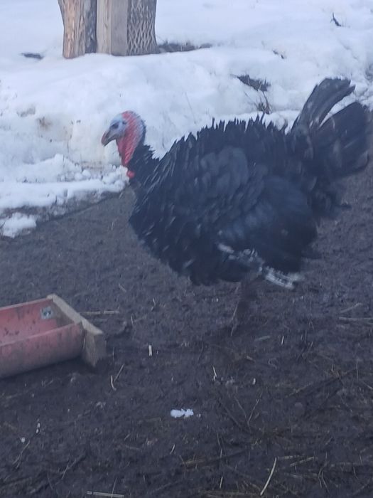 vând curcan tânăr bun de prasila bibilici