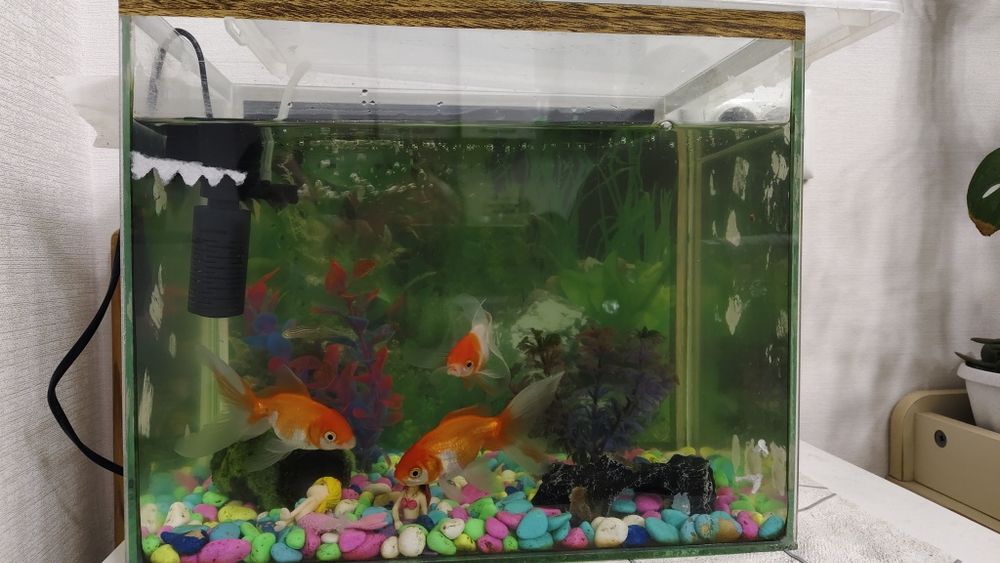Балықтарымен аквариум/ аквариум с рыбками