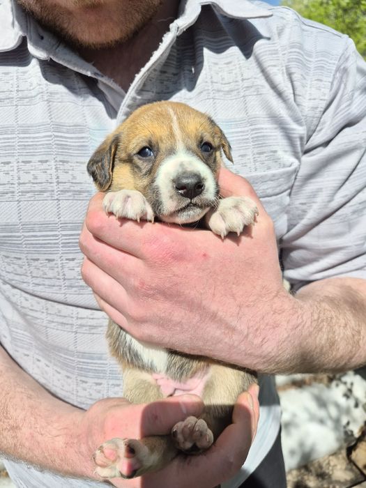 Щенки 2 месяца (4 мальчика, 2 девочки)